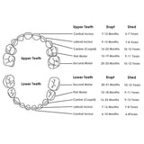 Mogoko Baby Teeth Box